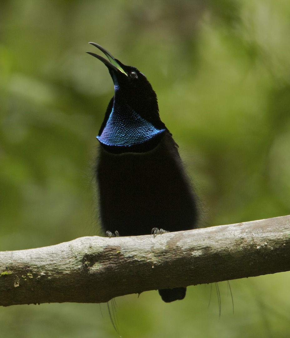 Magnificent Riflebird Bird of Paradise (Ptiloris magnificus) male calling from his display vine.